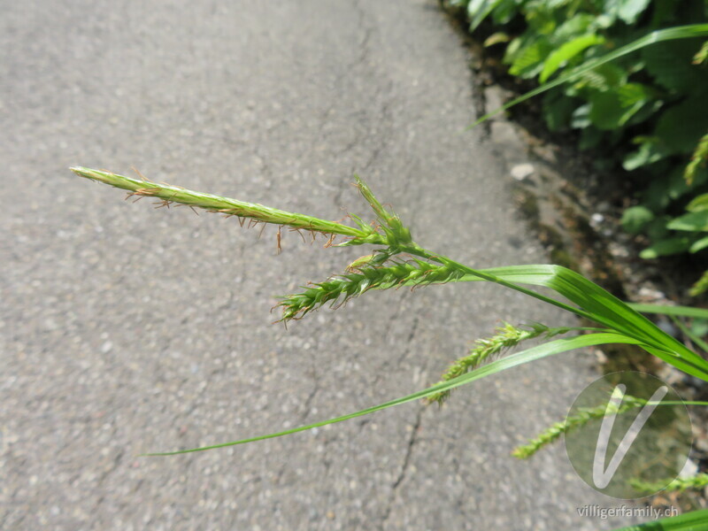 Wald-Segge: Übersicht